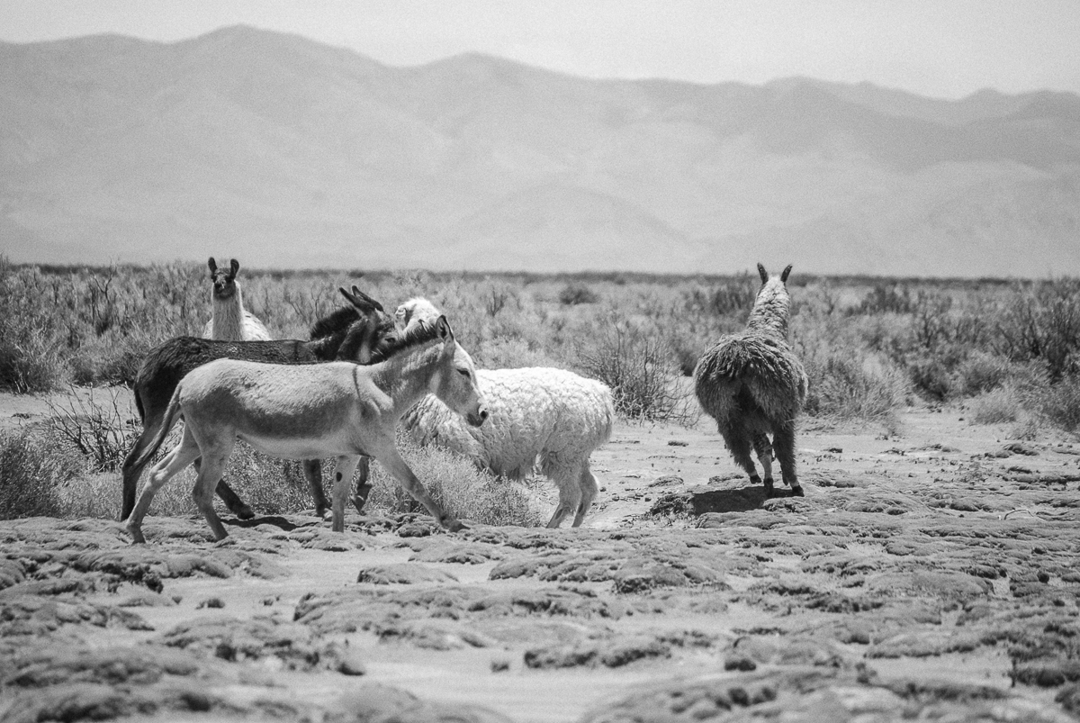 Donkeys and Lamas Argentina