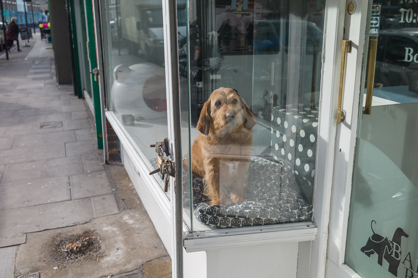 How much is that doggy in the window ?
