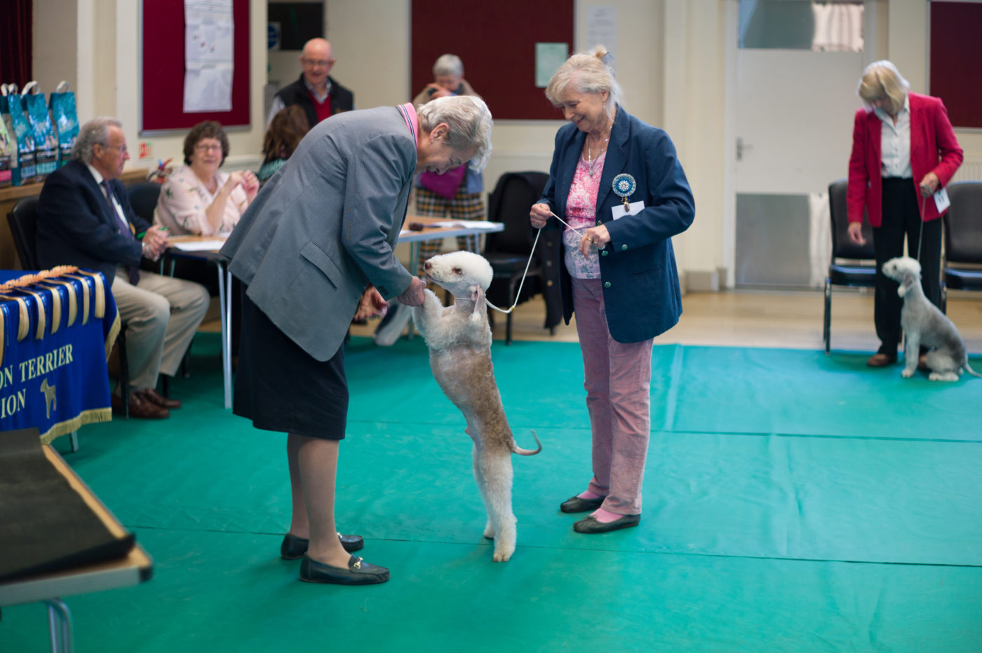 The Bedlington Terrier Association