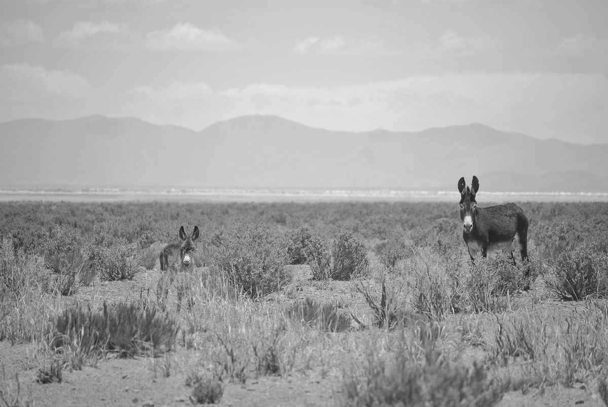 Wild Donkeys in Desert Argentina